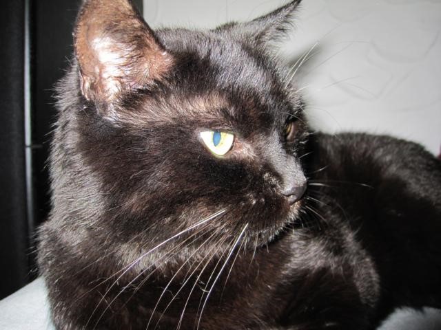 K640_Francis.2009